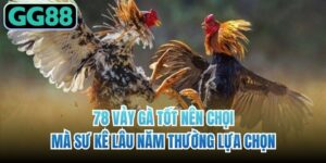 78 Vảy Gà Tốt Nên Chọi