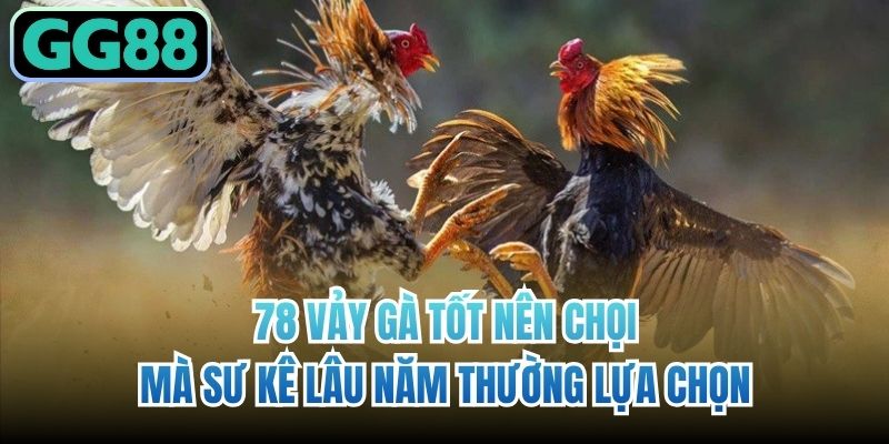 78 Vảy Gà Tốt Nên Chọi