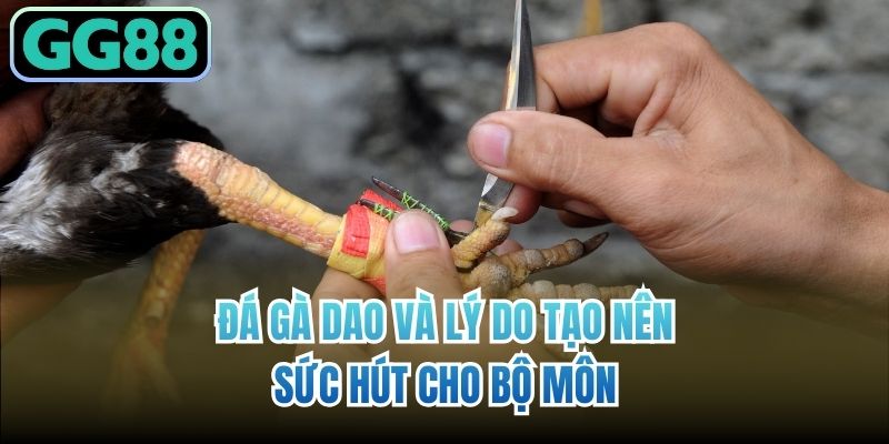 Đá gà dao và lý do tạo nên sức hút cho bộ môn