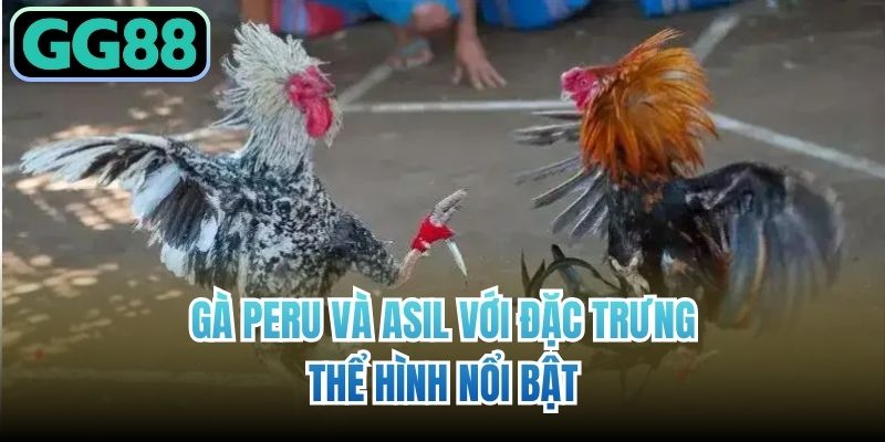 Gà Peru và Asil với đặc trưng thể hình nổi bật