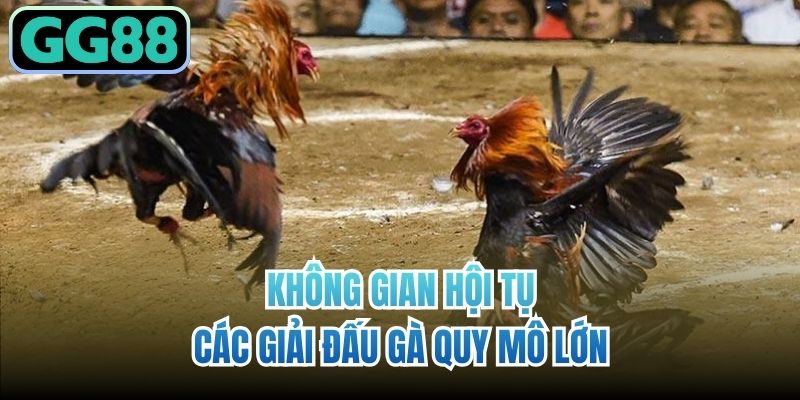 Không gian hội tụ các giải đấu gà quy mô lớn