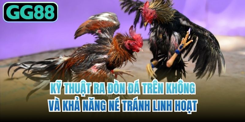 Kỹ thuật ra đòn đá trên không và khả năng né tránh linh hoạt