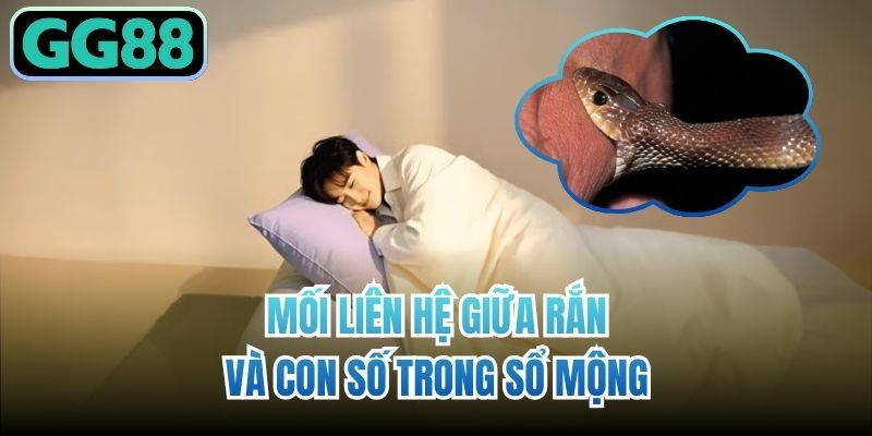 Mối liên hệ giữa rắn và con số trong sổ mộng