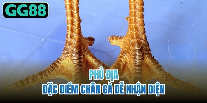 Phủ địa - Đặc điểm chân gà dễ nhận diện