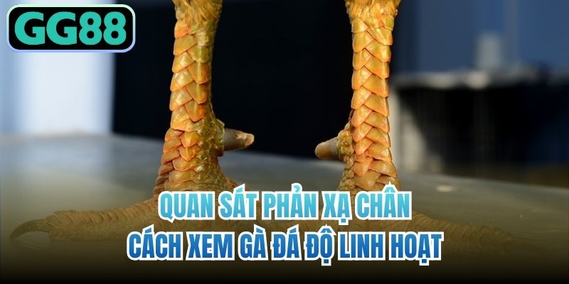 Quan sát phản xạ chân - Cách xem gà đá độ linh hoạt