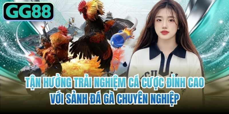 Tận hưởng trải nghiệm cá cược đỉnh cao với sảnh đá gà chuyên nghiệp